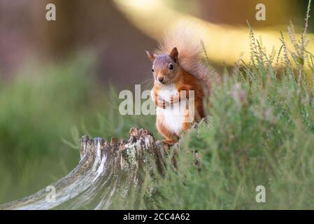 Red squirrel (sciurus vulgaris) sitting on tree stump surrounded by heather on Black Isle Stock Photo