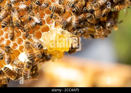 Close Up Of Bees On Beeswax Honeycomb In Hive Stock Photo