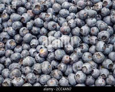 blueberries close up background texture Stock Photo