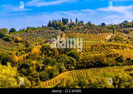 Stunning panoramic view of a farm on a hill with vineyards and olive tree orchards in the countryside of San Gimignano with a blue sky. A beautiful... Stock Photo
