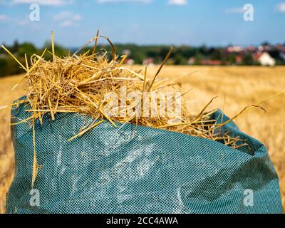 field of wheat straw harvest Stock Photo