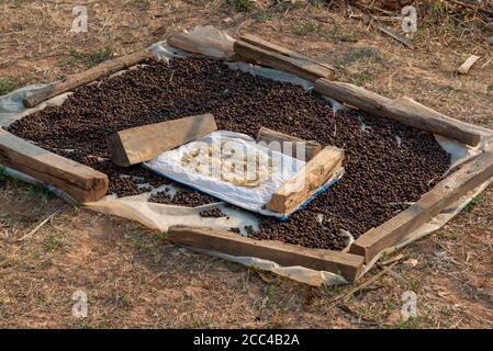 Coffee beans drying in the sun, in Burma Myanmar Stock Photo