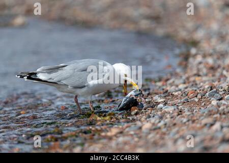 Herring Gull (Larus argentatus) trying to eat a fish head at the side of the sea Stock Photo