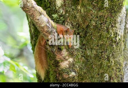 Red squirrel (Scuirus vulgaris) sleeping across branch Stock Photo