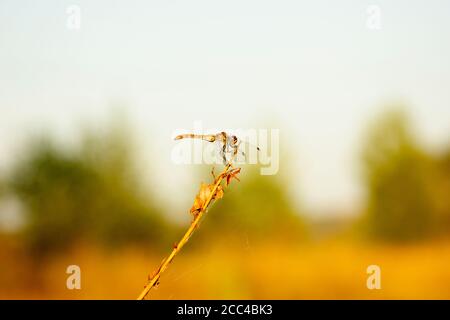 Beautiful dragonfly sits on a dry blade of grass. Sympetrum vulgatum. Insect in natural conditions. Autumn mood Stock Photo