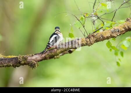 Male Great Spotted Woodpecker (Dendrocopos major) perched on branch Stock Photo