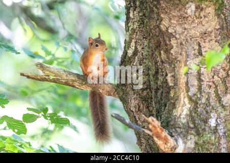 Red squirrel kitten (Scuirus vulgaris) with ear tufts sitting on branch looking forwards Stock Photo