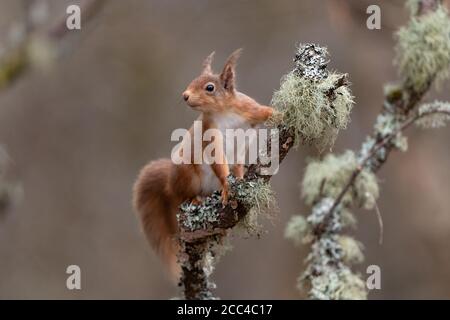 Red squirrel (Scuirus vulgaris) perched on lichen covered branch Stock Photo