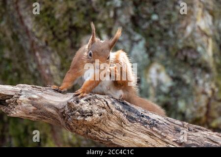 Red squirrel (Scuirus vulgaris) Red squirrel (Scuirus vulgaris) scratching face Stock Photo