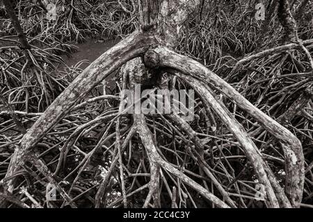 Mangrove forest near El Nido, Palawan island in Philippines Stock Photo