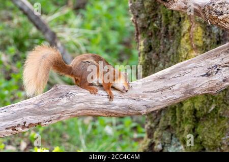 Red squirrel (Scuirus vulgaris) rubbing branch Stock Photo