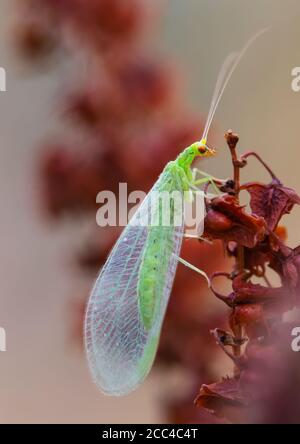 A green Lacewing fly boldly resting on a red plant. Stock Photo