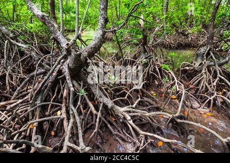 Mangrove forest near El Nido, Palawan island in Philippines Stock Photo