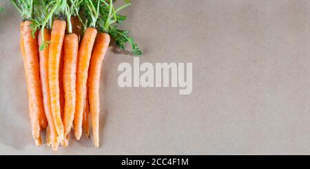 Top view of a bundle of freshly harvested baby carrots with green leaves and copy space. Stock Photo