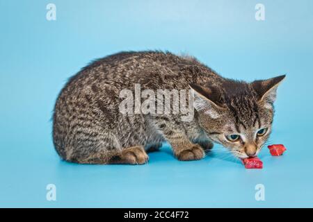 Beautiful grey kitten eating meat on a blue background Stock Photo