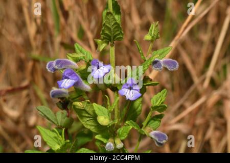 Common Skullcap 'Scutellaria galericulata' with bright blue flowers found on damp ground such as marshes, fens, riverbanks and pond margins.Flowers Ju Stock Photo