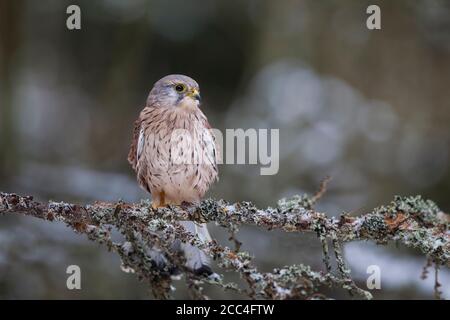 Turmfalke - Maennchen, Falco tinnunculus, common kestrel - male Stock Photo