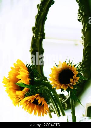 sunflowers in a vase with a decorative mirror behind cross processed colour still life Stock Photo