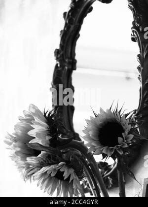 monochrome black and white still life of sunflowers and decorative mirror in background Stock Photo