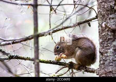 North American Red Squirrel eating on branch Stock Photo