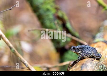 American Toad sitting on fallen tree on forest floor Stock Photo