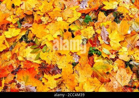 Autumn multicolored maple leaves lie on green grass. Autumn mood school time concept Stock Photo