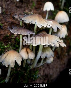 Toadstools or fungi growing on an old moss covered tree (dead) in a forest in the UK. Stock Photo