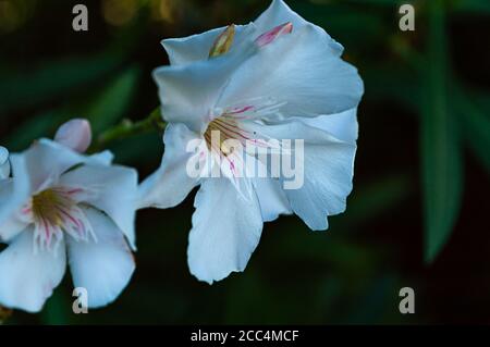 two white oleander close up Stock Photo