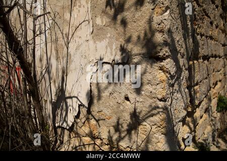 Plaster peels off a brick wall. The foundation of an abandoned building collapses. On the wall there is a shadow from the bushes that have grown around the building. Stock Photo