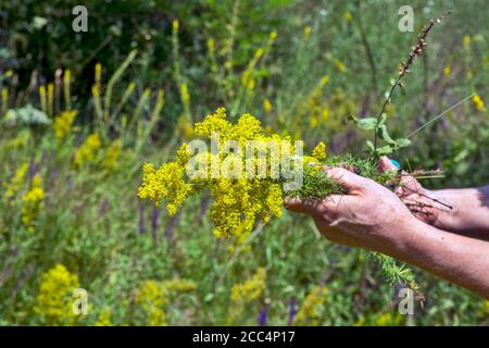 A woman in nature collects twigs of Galium verum flowers. This plant is harvested for the purpose of making medicinal tinctures as well as decorative Stock Photo