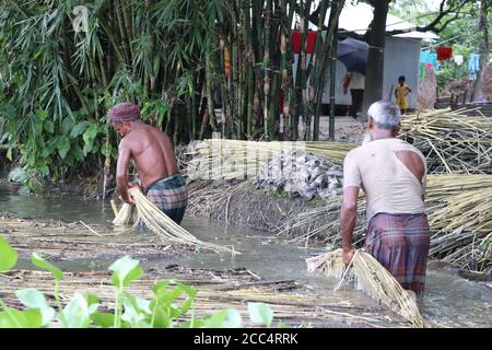 Two Asian workers are extracting fibers from retted jute plants and cleaning them in water Stock Photo