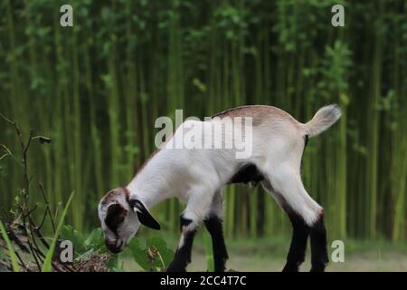 Cute small baby goat looking for grass on an agricultural field in Bangladesh Stock Photo