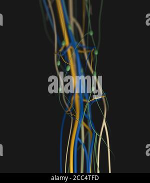 Medical illustration of knee arteries and lymphatic system, Human anatomy, 3d illustration Stock Photo