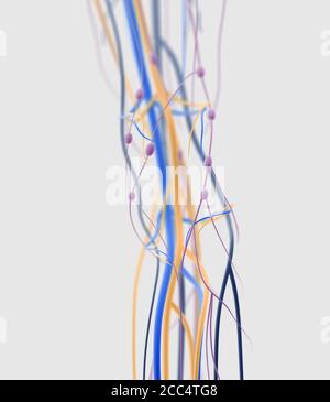 Medical illustration of knee arteries and lymphatic system, Human anatomy, 3d illustration Stock Photo