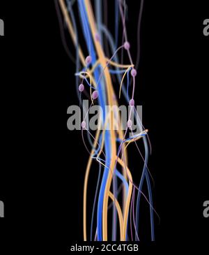 Medical illustration of knee arteries and lymphatic system, Human anatomy, 3d illustration Stock Photo