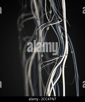 Medical illustration of knee arteries and lymphatic system, Human anatomy, 3d illustration Stock Photo