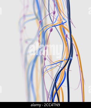 Medical illustration of knee arteries and lymphatic system, Human anatomy, 3d illustration Stock Photo