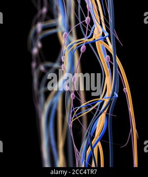 Medical illustration of knee arteries and lymphatic system, Human anatomy, 3d illustration Stock Photo