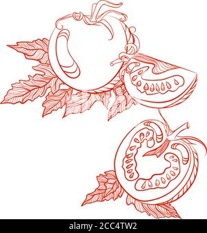 Monochrome drawing of tomatoes. Vector hand drawn illustration isolated on white background Stock Vector