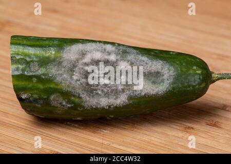 Mould on Cucumber Stock Photo