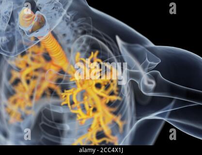 Anatomy illustration of human bronchi and trachea. 3d illustration Stock Photo