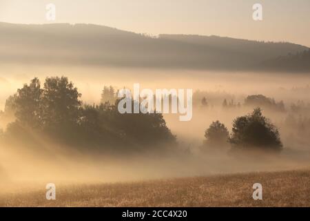 Trees in fog in the valley during sunrise. Stock Photo