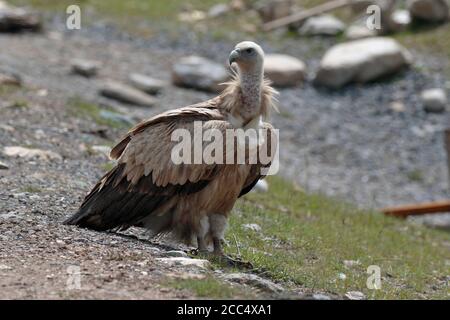 Himalayan Griffon Vulture (Gyps himalayensis), roadside, S 308 road west of Yushu, Qinghai Province, China August 2017 Stock Photo