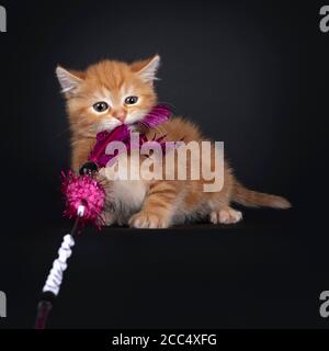 Cute red tabby shorthair cat kitten, sitting facing front. Playing with pink feather toy. Isolated on black background. Stock Photo