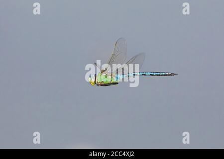 emperor dragonfly (Anax imperator), male in flight, Germany, Bavaria Stock Photo