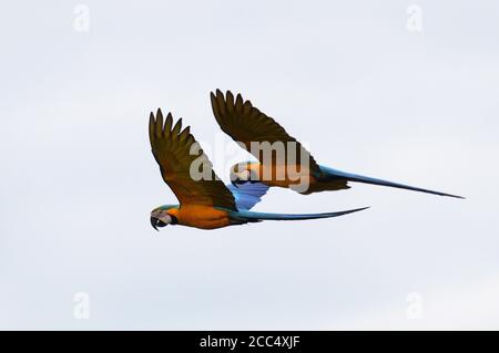 Blue and yellow macaw, Blue and gold Macaw, Blue-and-gold Macaw, Blue-and-yellow Macaw (Ara ararauna), pair in flight, side view, Peru, Manu National Stock Photo