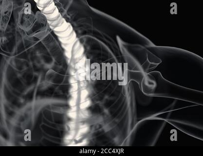 Anatomy illustration of human spine discs. 3d illustration Stock Photo