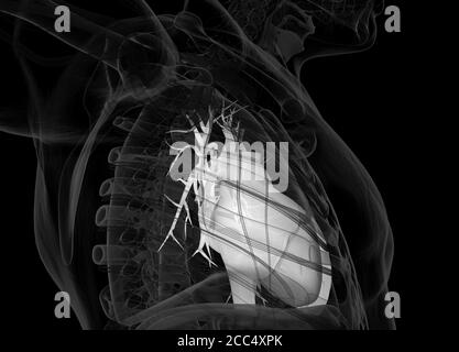 Human heart inside body. Anatomy. 3d illustration. Stock Photo