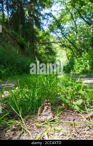 purple emperor (Apatura iris), Mineral licking, Germany, Rhineland-Palatinate Stock Photo