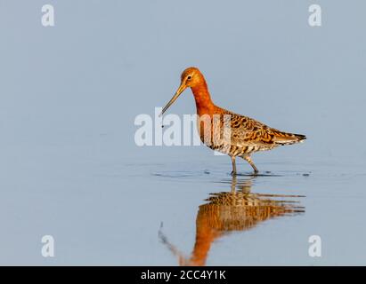 Islandic black-tailed godwit (Limosa limosa islandica, Limosa islandica), male in breeding plumage wades through shallow water and foraging, side Stock Photo